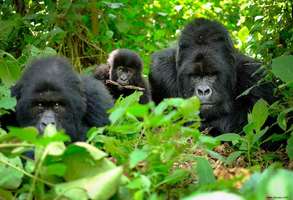 Faszinierende Fakten über Gorillas für Kinder 