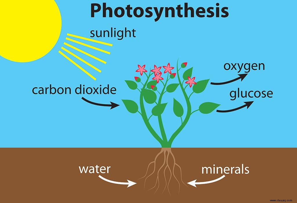 Fakten über Photosynthese für Kinder 