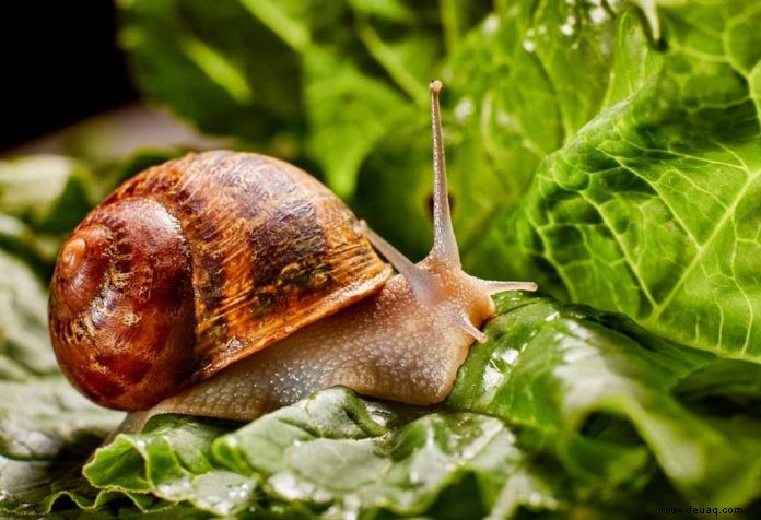 Interessante Fakten über Schnecken für Kinder 