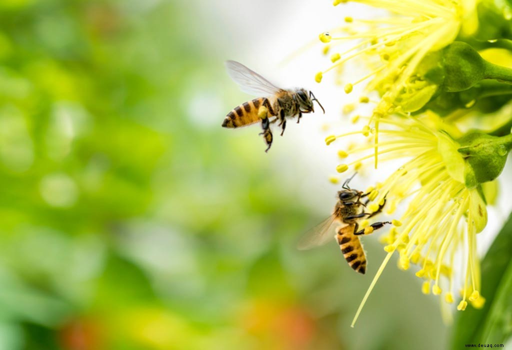 Erstaunliche Fakten über Bienen für Kinder 