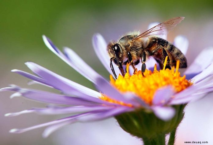 Erstaunliche Fakten über Bienen für Kinder 