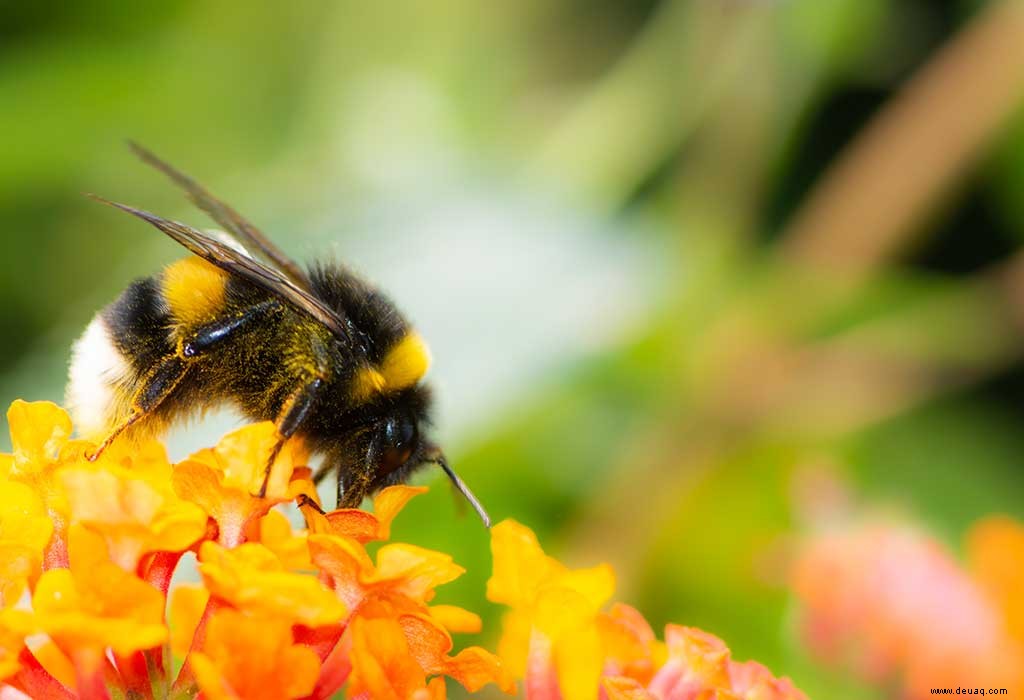 Erstaunliche Fakten über Bienen für Kinder 