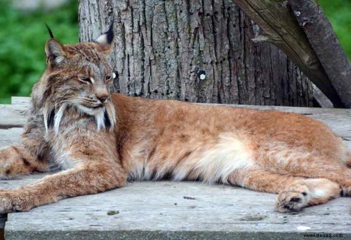 Überraschende Bobcat-Fakten für Kinder 