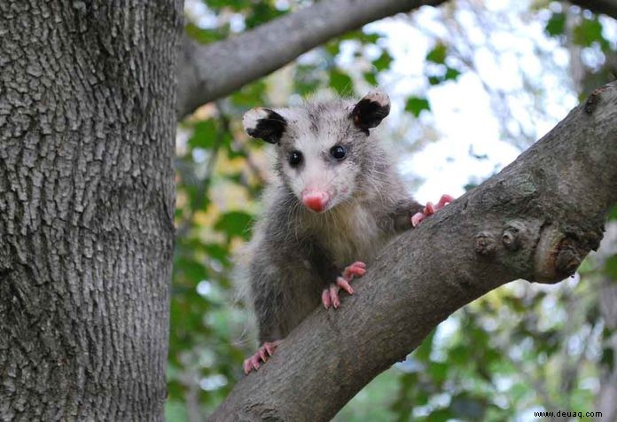 Interessante Fakten über Opossums für Kinder 