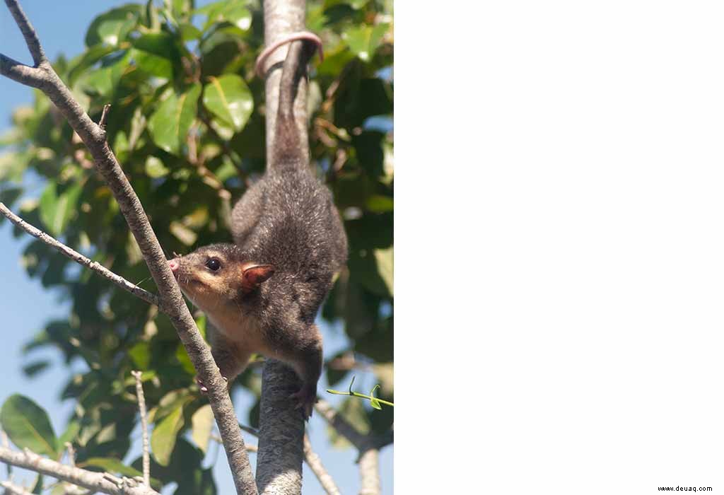 Interessante Fakten über Opossums für Kinder 