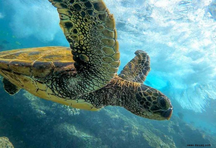 Erstaunliche Fakten über Meeresschildkröten für Kinder 