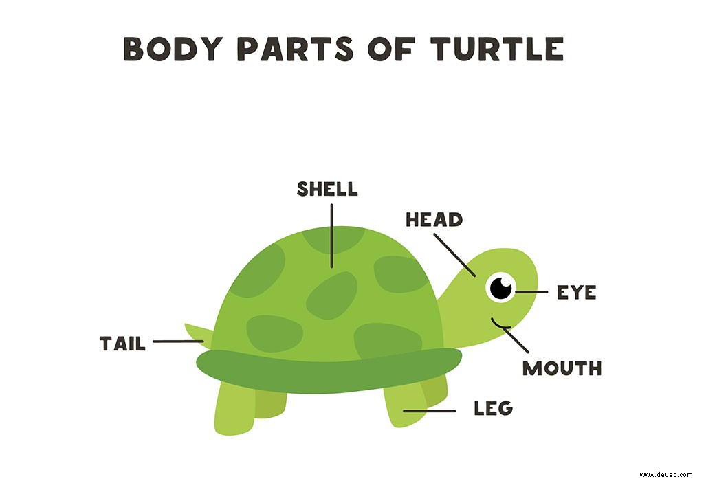 Erstaunliche Fakten über Meeresschildkröten für Kinder 