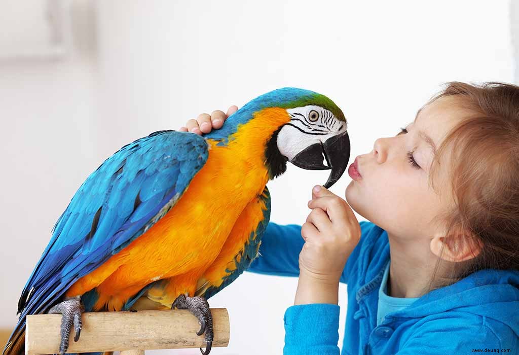 Lustige und erstaunliche Vogelfakten für Kinder 