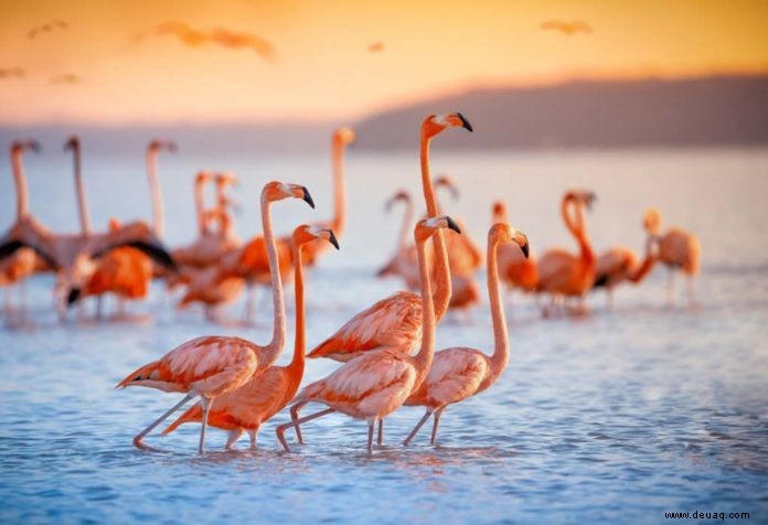 Lustige Fakten über Flamingos für Kinder 