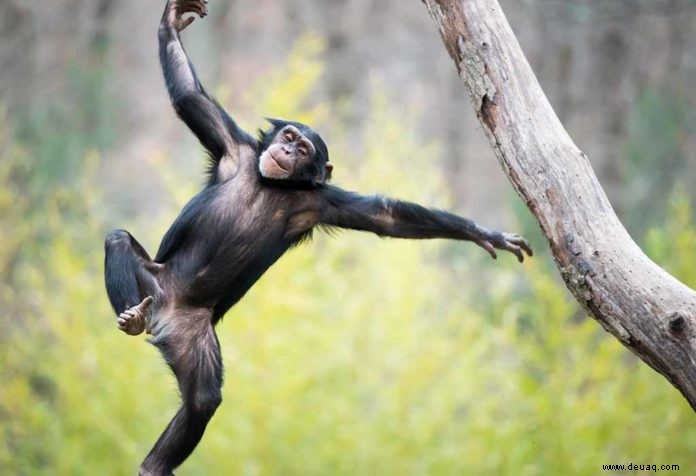 Erstaunliche Fakten und Informationen über Schimpansen für Kinder 