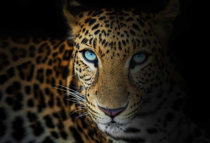 Wunderbare Fakten und Informationen über Leoparden für Kinder 