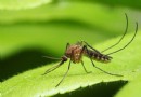 Interessante Fakten über Mücken für Kinder 