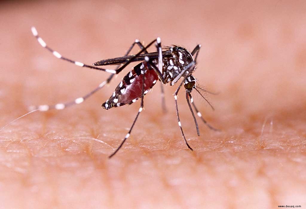 Interessante Fakten über Mücken für Kinder 
