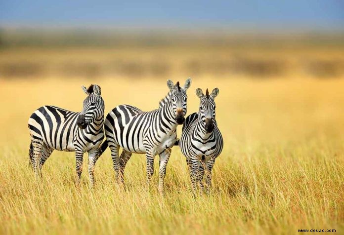 Interessante Fakten und Informationen über Zebra für Kinder 