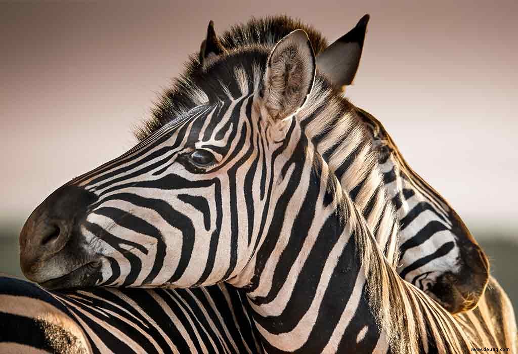 Interessante Fakten und Informationen über Zebra für Kinder 