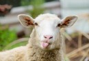 Lustige Fakten über Schafe für Kinder 