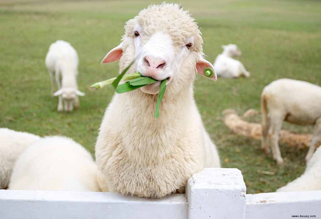 Lustige Fakten über Schafe für Kinder 