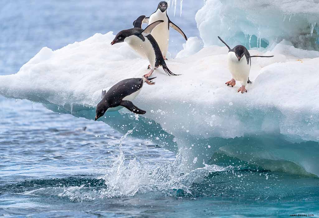 Schöne Vogelgedichte für Kinder 