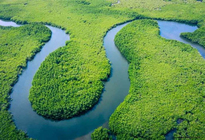 Interessante Fakten über den Amazonas für Kinder 