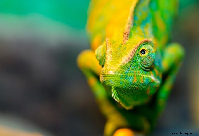 Lustige und erstaunliche Fakten über Reptilien für Kinder 