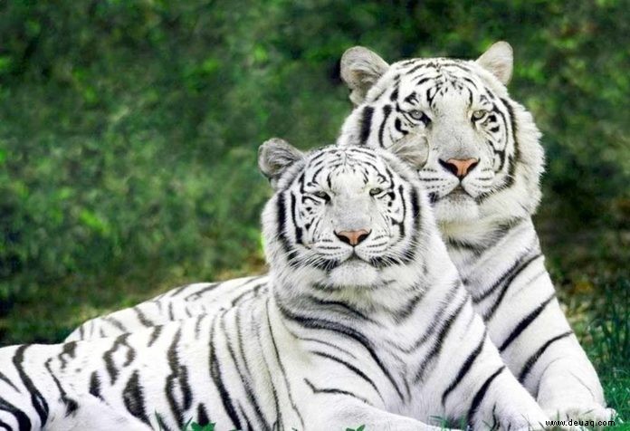 Interessante Fakten über White Tiger für Kinder 