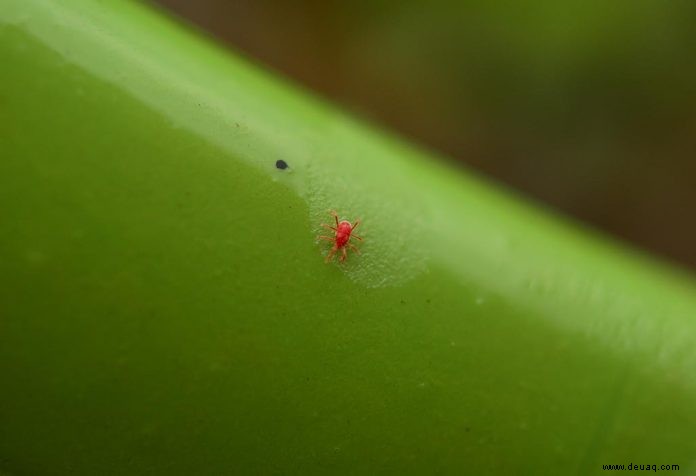 Chigger Bites bei Kindern:Ursachen, Behandlung und Abhilfe 