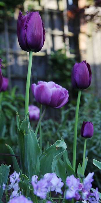 Maus in der Tulip-Box 