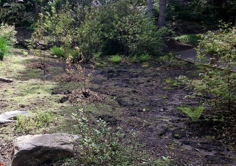 Verwandeln Sie ein sumpfiges, schlammiges Durcheinander in einen wunderschönen Seitengarten 