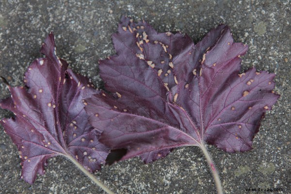 Heucheras &Spinnmilben 