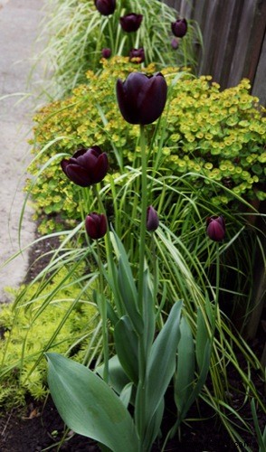 Es ist Tulpenzeit! 