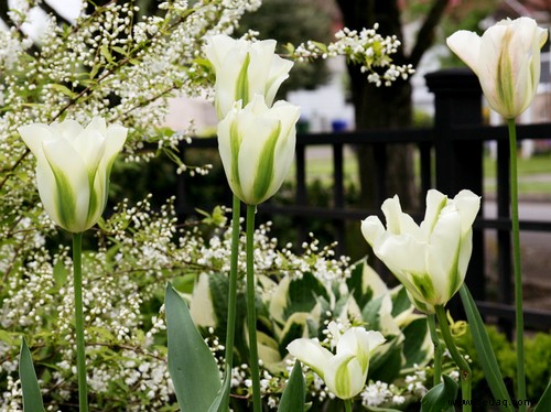 Es ist Tulpenzeit! 