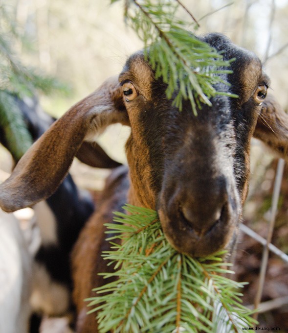 Irdische Freuden – Urban Farmers 