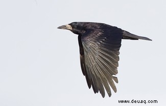 Wie die Krähe stirbt:Die seltsame Welt der Vogelbestattungen 