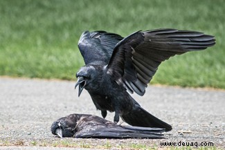 Wie die Krähe stirbt:Die seltsame Welt der Vogelbestattungen 