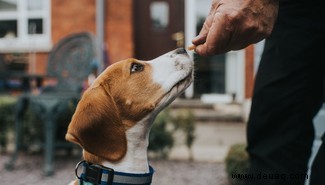 Die 5 größten Hundetrainingsmythen, die von der Wissenschaft entlarvt wurden 