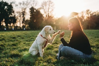 Die 5 größten Hundetrainingsmythen, die von der Wissenschaft entlarvt wurden 