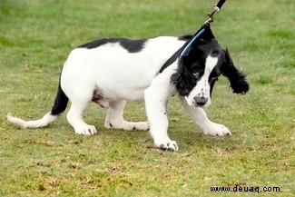 Die 5 größten Hundetrainingsmythen, die von der Wissenschaft entlarvt wurden 