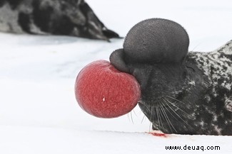 Aufblasende Tiere:7 unglaubliche Kreaturen, die wie Luftballons explodieren 