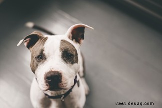 Nein, Bunny, der sprechende Hund, kann nicht wirklich Englisch sprechen, aber hier erfahren Sie, wie Sie lernen können, Hund zu sprechen 