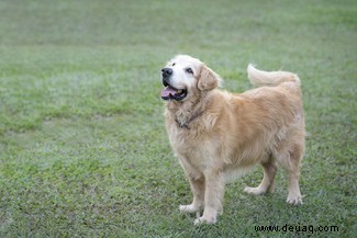 Nein, Bunny, der sprechende Hund, kann nicht wirklich Englisch sprechen, aber hier erfahren Sie, wie Sie lernen können, Hund zu sprechen 