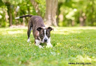 Nein, Bunny, der sprechende Hund, kann nicht wirklich Englisch sprechen, aber hier erfahren Sie, wie Sie lernen können, Hund zu sprechen 