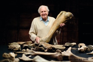 7 der besten Dokumentarfilme von David Attenborough und wo man sie sich ansehen kann 