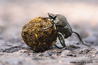 Insektenpopulationen sterben aus. Hier ist, warum das nicht der Fall sein muss 