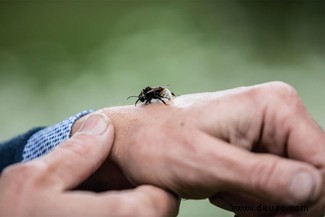 Insektenpopulationen sterben aus. Hier ist, warum das nicht der Fall sein muss 