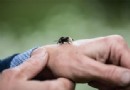 Insektenpopulationen sterben aus. Hier ist, warum das nicht der Fall sein muss 