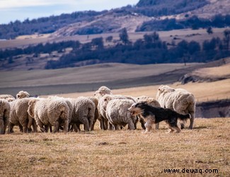 Der Patagonische Schäferhund in Südamerika ist mit dem Vorfahren aller modernen britischen Hüterassen verwandt 