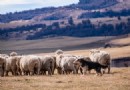 Der Patagonische Schäferhund in Südamerika ist mit dem Vorfahren aller modernen britischen Hüterassen verwandt 