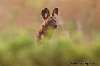 Wie sie in Dynasties unglaubliche Szenen von bemalten Wölfen gefilmt haben 