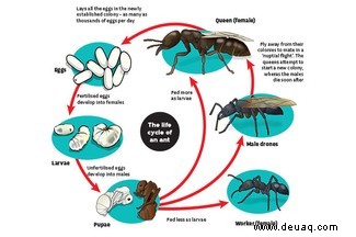 Warum haben manche Ameisen Flügel? 