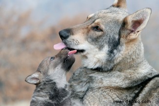 Das Wolfsrudel:scharfe Zähne und starke Familieneinheiten 